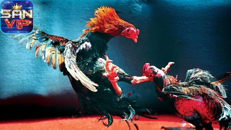 Sảnh Đá Gà Cock Fighting - Cược đá gà, thắng cực nhanh. 1 sanh-da-ga-cock-ighting